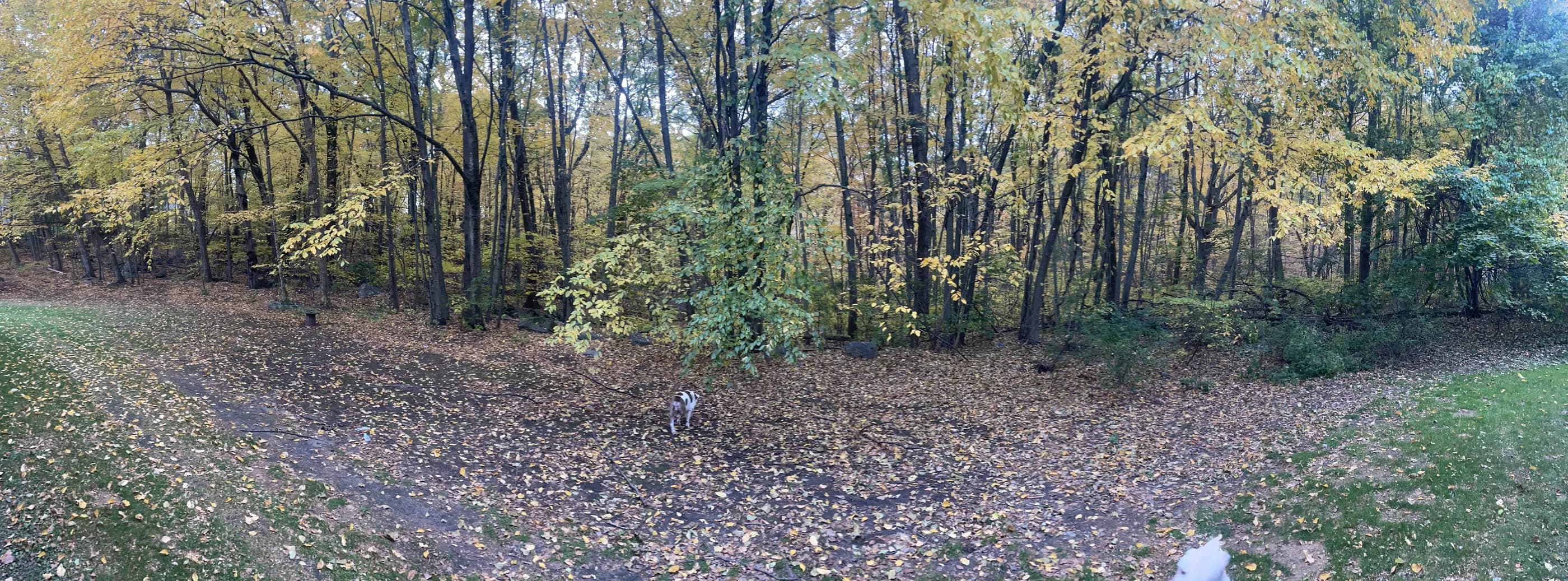 A wooded path covered in autumn leaves with a small dog in the distance