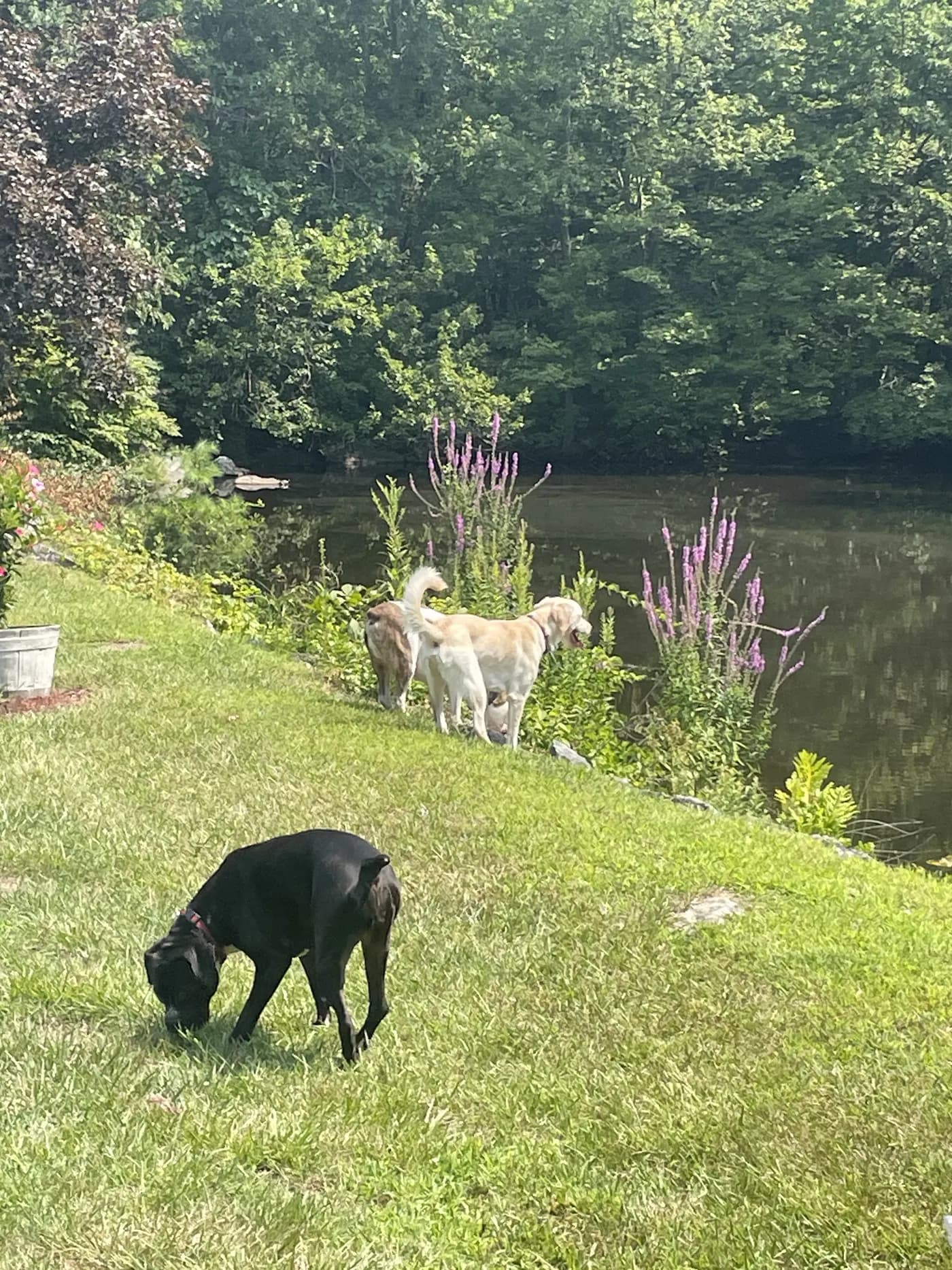 Two pale dogs and a black dog sniffing around a grassy lake shore with purple flowers
