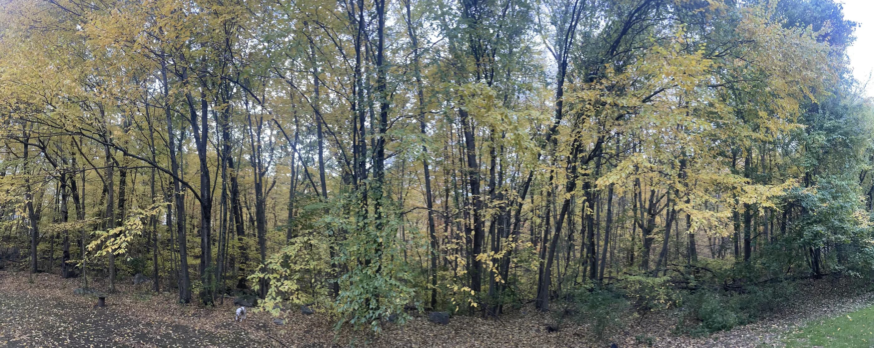 The edge of a wood in early autumn with green and yellow leaves